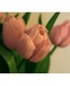 Big_medium_Тюльпаны-розовые-1237803536_26