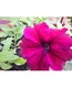 Big_medium_dscn0154